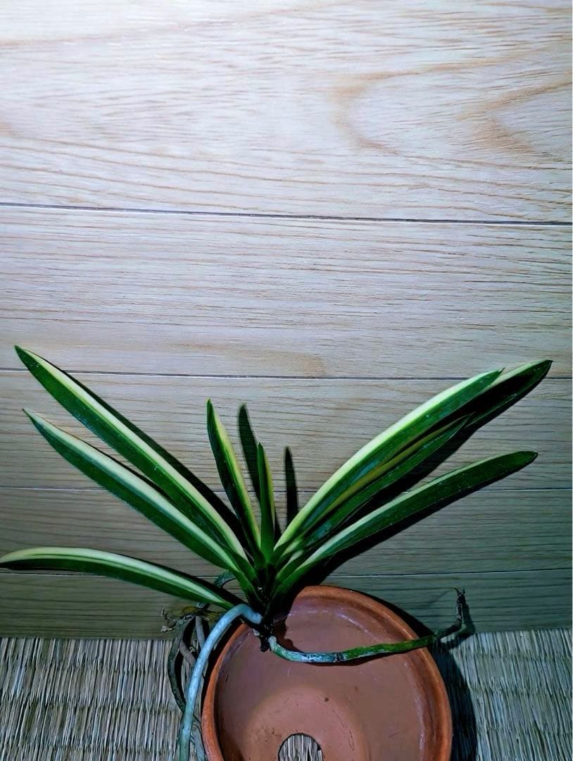 富貴蘭「翡翠の縞」開花株