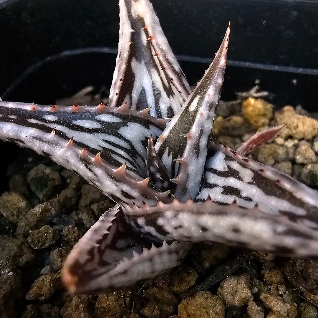 ハオルチア・アロエ Aloe PH-BLACK(semi short)