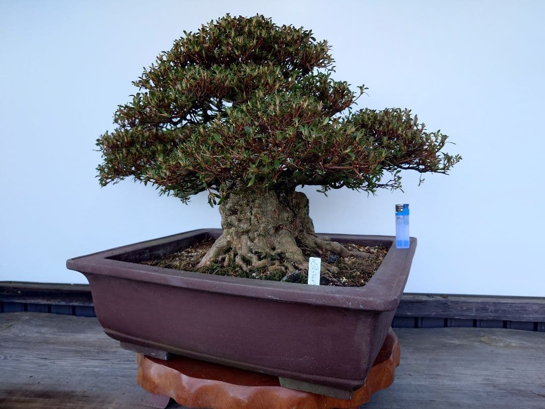 ※引取限定※　盆栽　皐月(如峰山)　樹高46cm