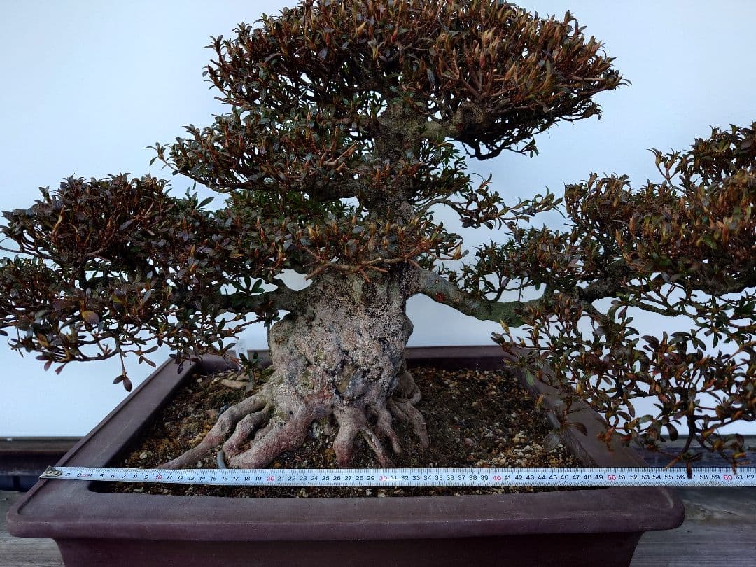 ※引取限定※　盆栽　皐月(如峰山)　樹高46cm