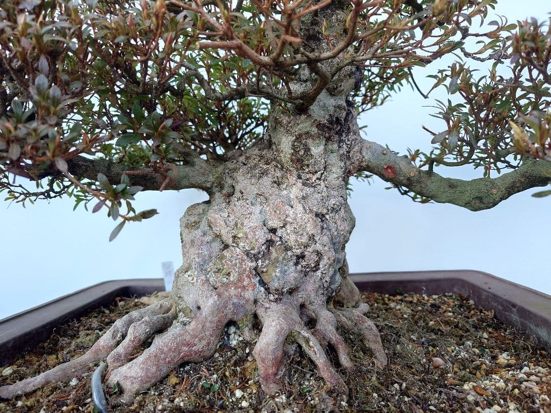 ※引取限定※　盆栽　皐月(如峰山)　樹高46cm