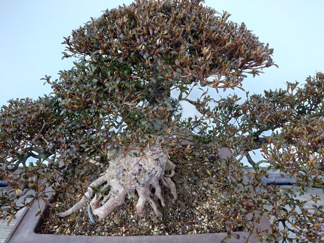※引取限定※　盆栽　皐月(如峰山)　樹高46cm