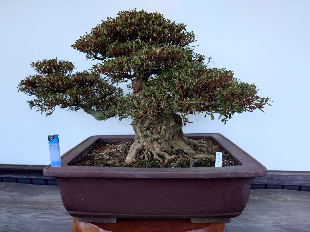 ※引取限定※　盆栽　皐月(如峰山)　樹高46cm