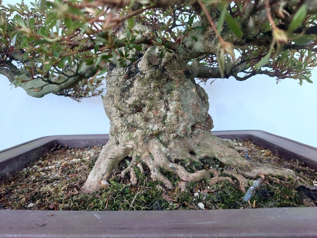 ※引取限定※　盆栽　皐月(如峰山)　樹高46cm