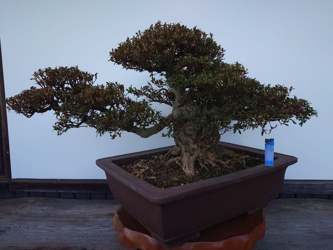 ※引取限定※　盆栽　皐月(如峰山)　樹高46cm