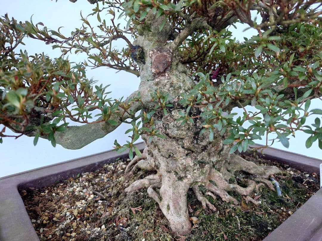 ※引取限定※　盆栽　皐月(如峰山)　樹高46cm