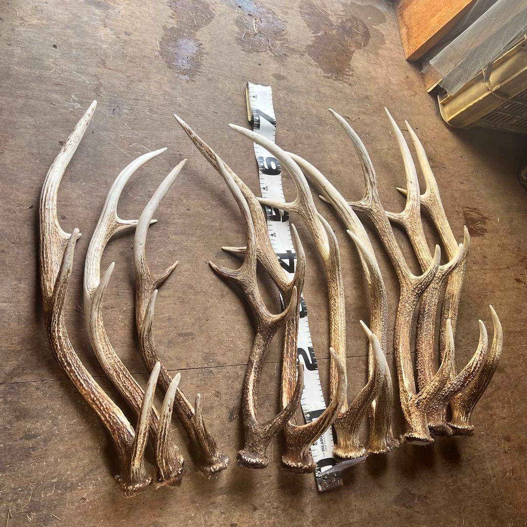 鹿の角　蝦夷鹿　大10本セット　No.8