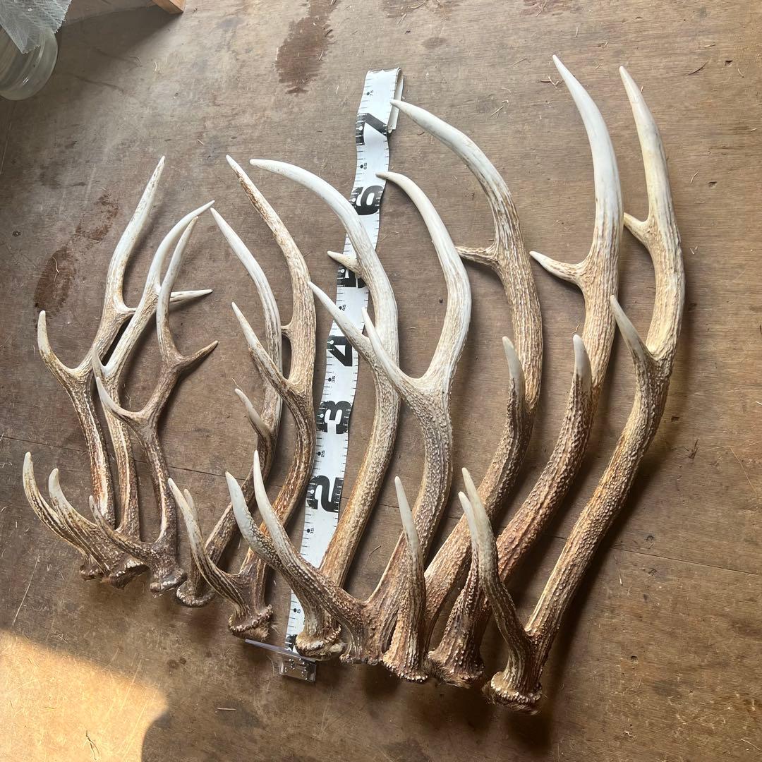鹿の角　蝦夷鹿　大10本セット　No.8