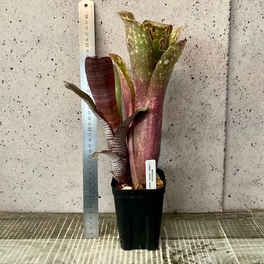 レア！タンクブロメリア　ビルベルギア　『Talbot Lovely Josie』