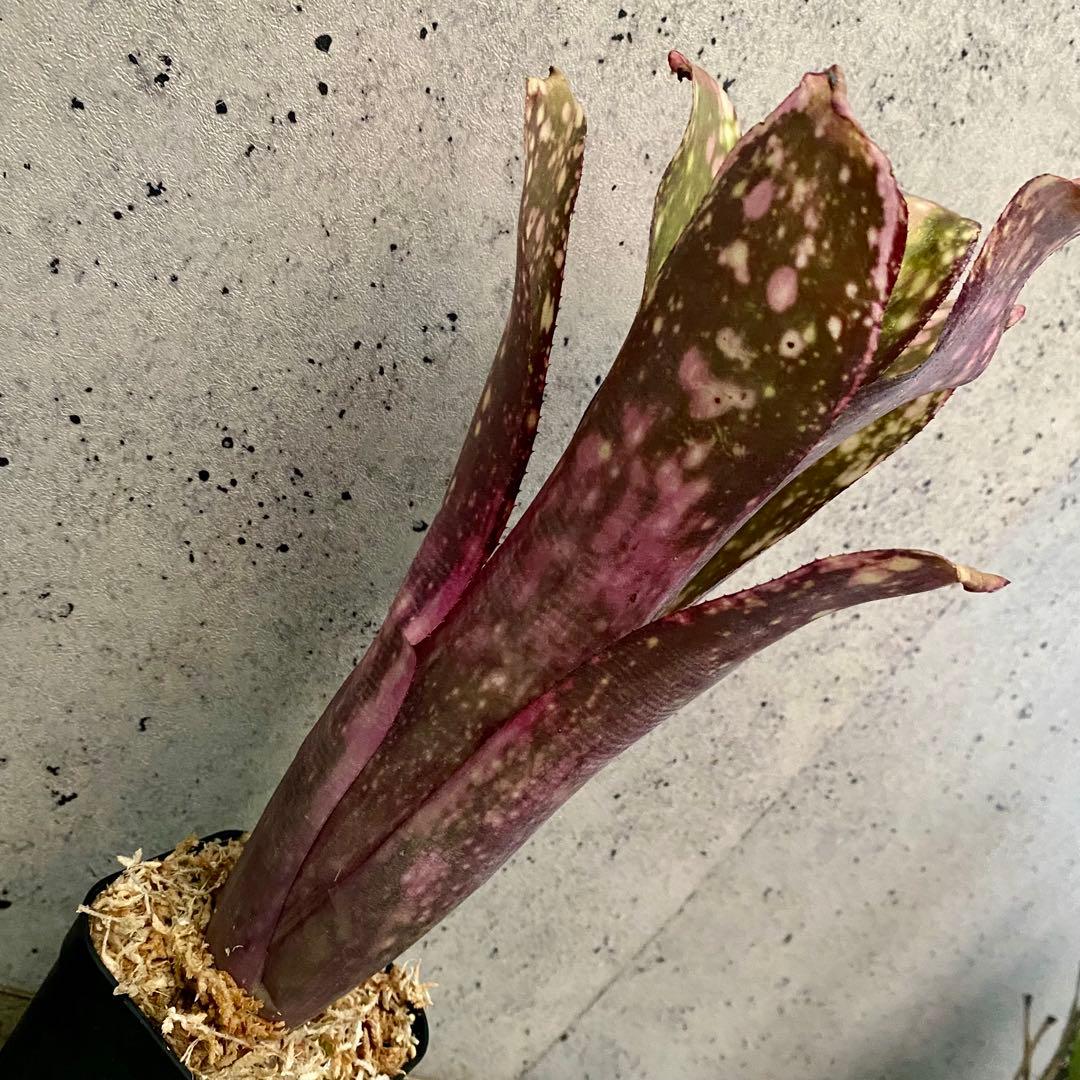 レア！タンクブロメリア　ビルベルギア　『Talbot Lovely Josie』