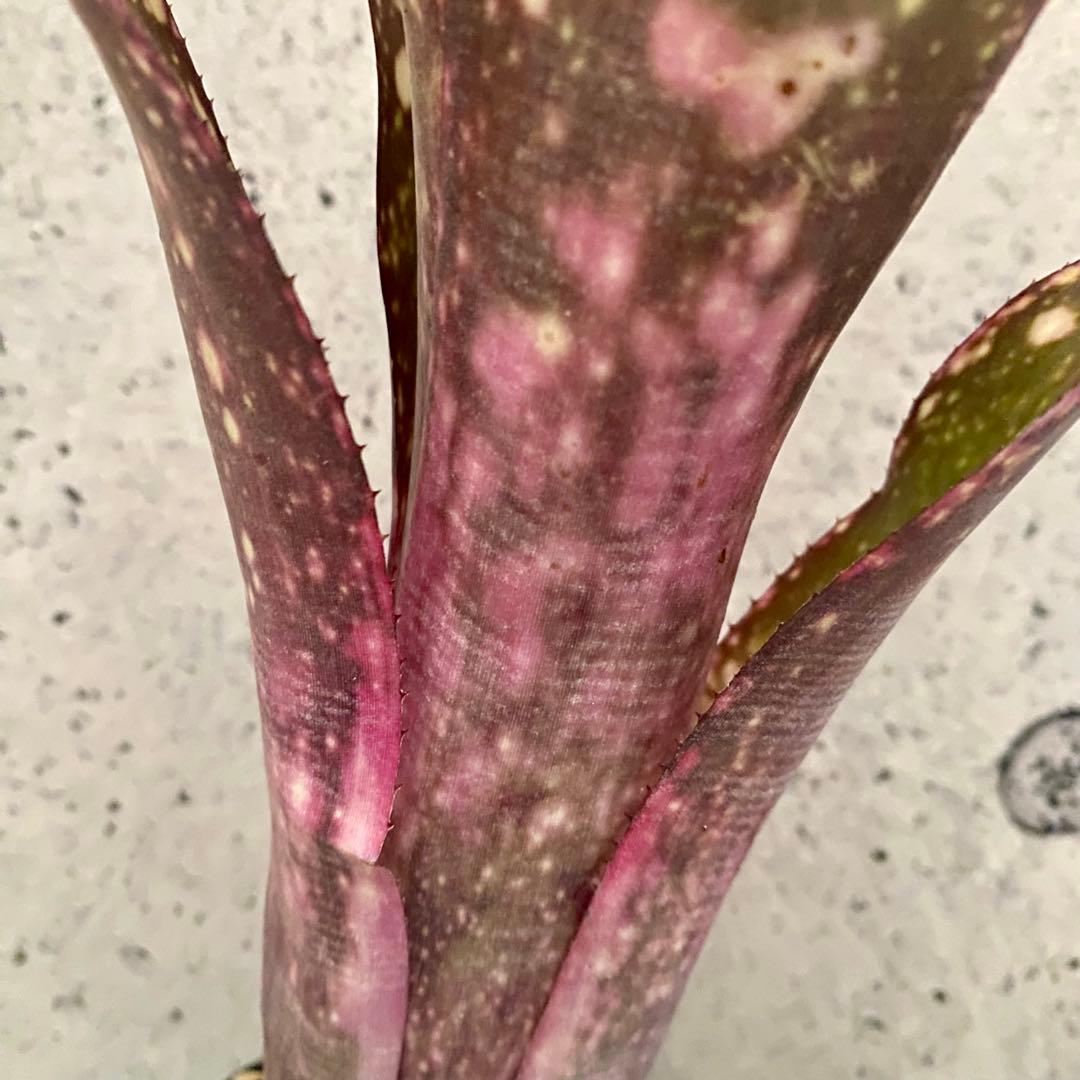 レア！タンクブロメリア　ビルベルギア　『Talbot Lovely Josie』