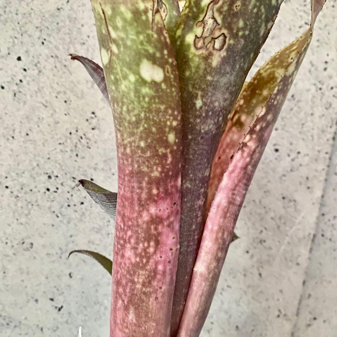 レア！タンクブロメリア　ビルベルギア　『Talbot Lovely Josie』