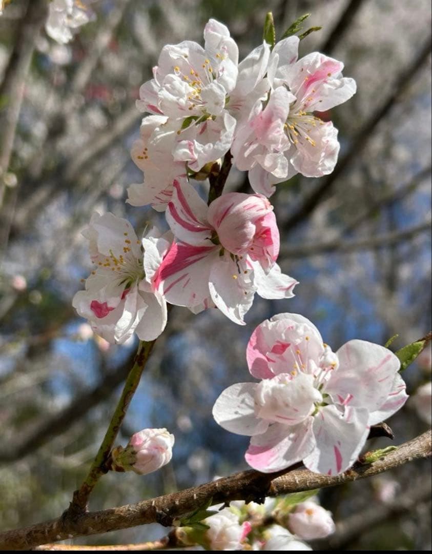 い　花桃　花もも　ミックス　2本　花苗　花苗木