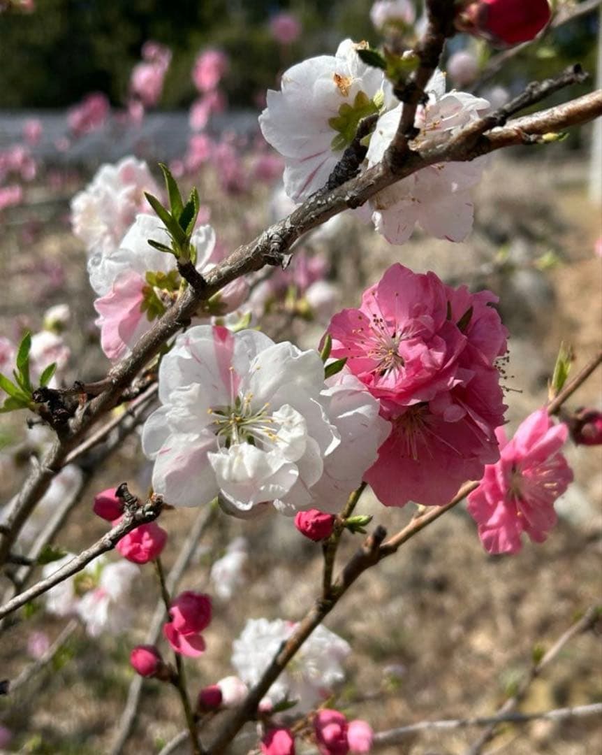 い　花桃　花もも　ミックス　2本　花苗　花苗木