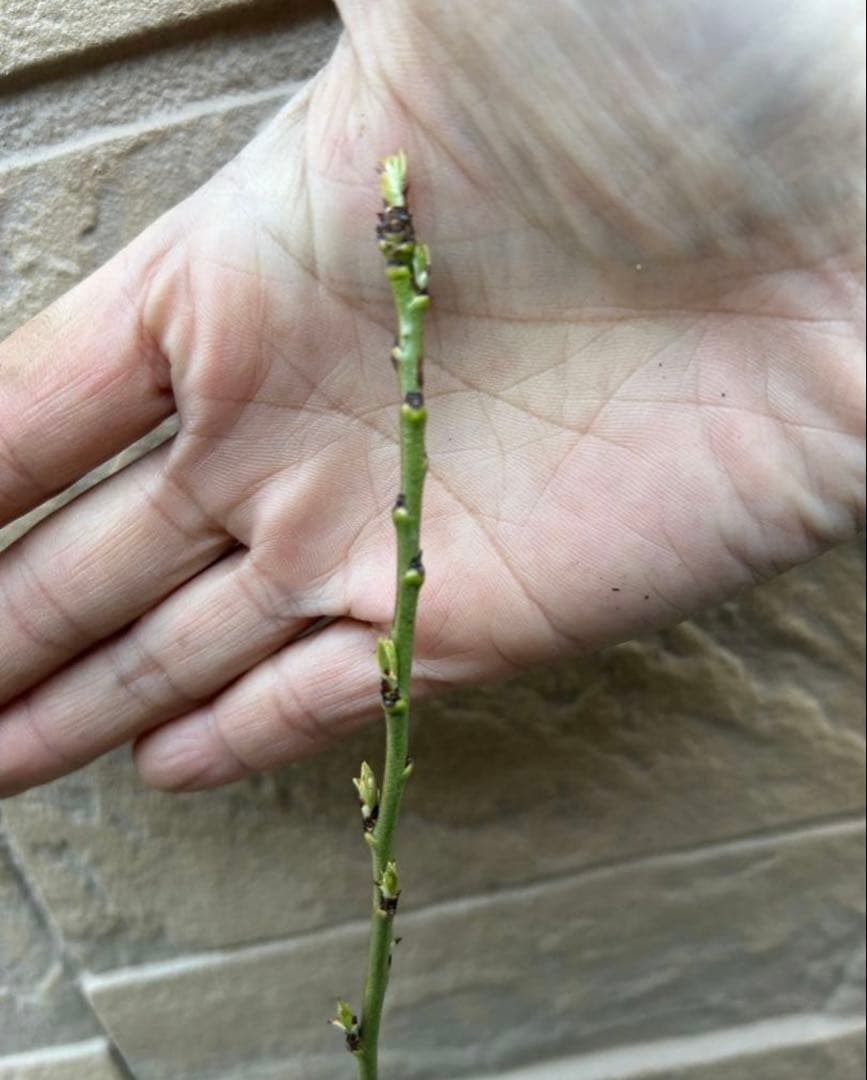 い　花桃　花もも　ミックス　2本　花苗　花苗木