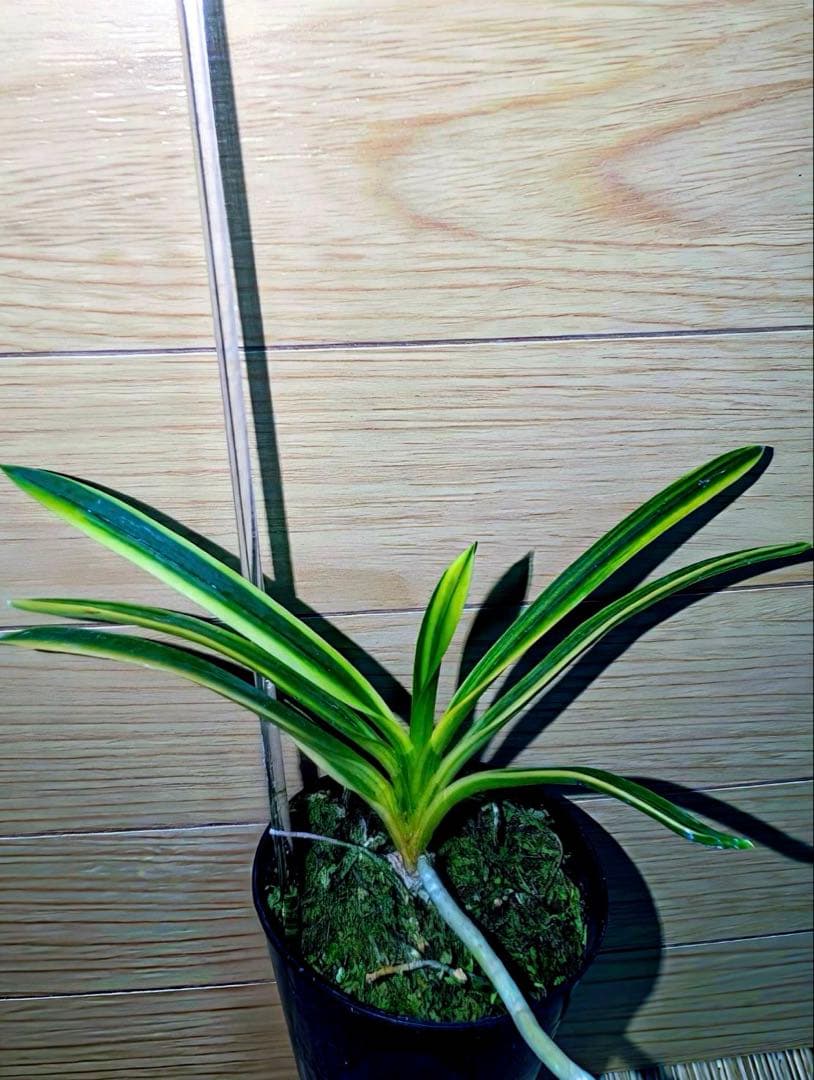 【年末特価品】富貴蘭「克利奥佩特刺」（No.1最高柄）雄一無二の青軸黄縞の青花品