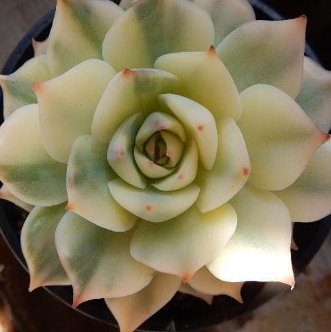 ピンクチップ錦♥マジョリカ♥　多肉植物　エケベリア