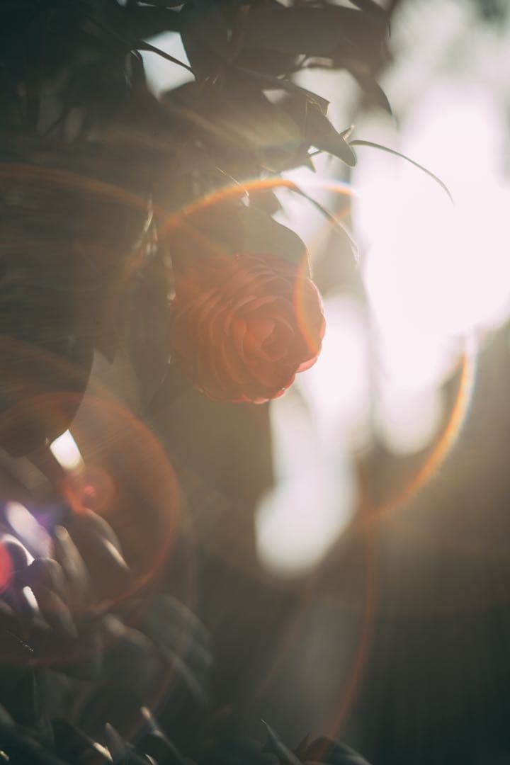 【最終値下げ】Super Takumar 55mm f1.8