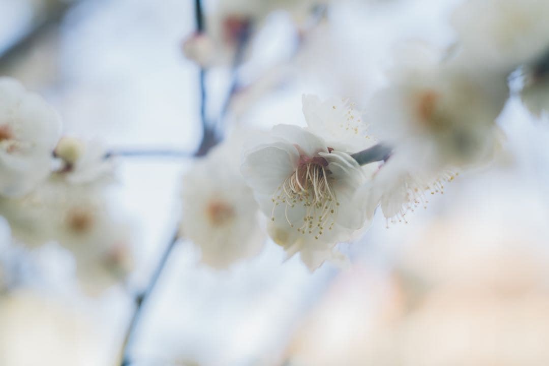 【最終値下げ】Super Takumar 55mm f1.8