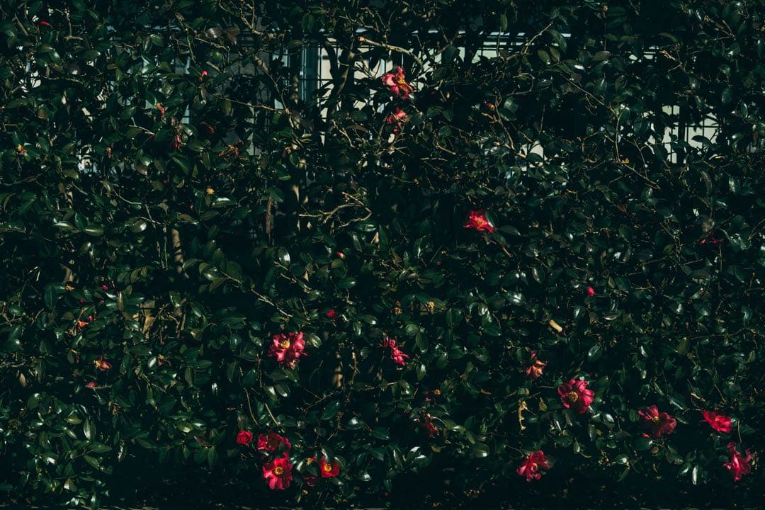 【最終値下げ】Super Takumar 55mm f1.8