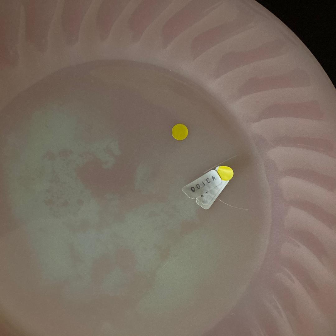 ファイヤーキング ピンクスワール ディナープレート 訳あり品 2枚 50's