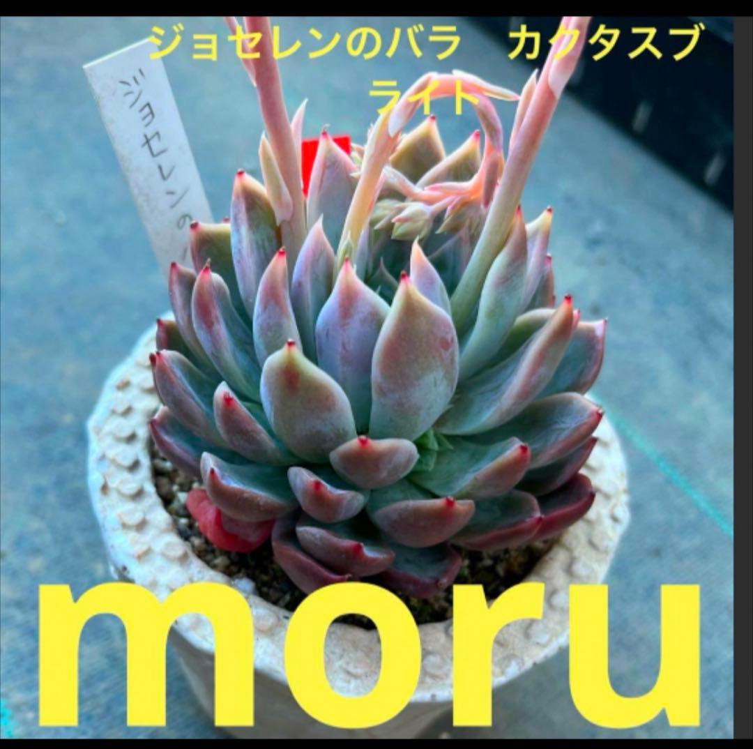 ひ*す様 2024 25実生苗セットh 4センチポット