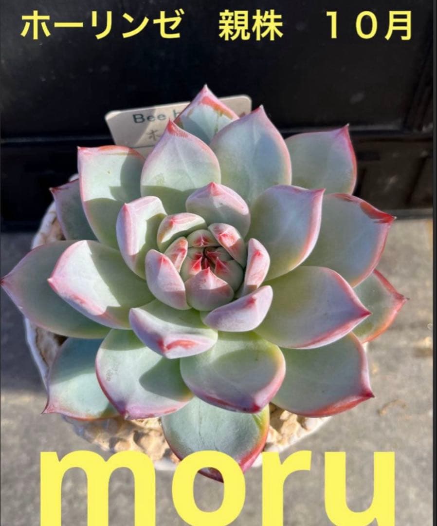 ひ*す様 2024 25実生苗セットh 4センチポット