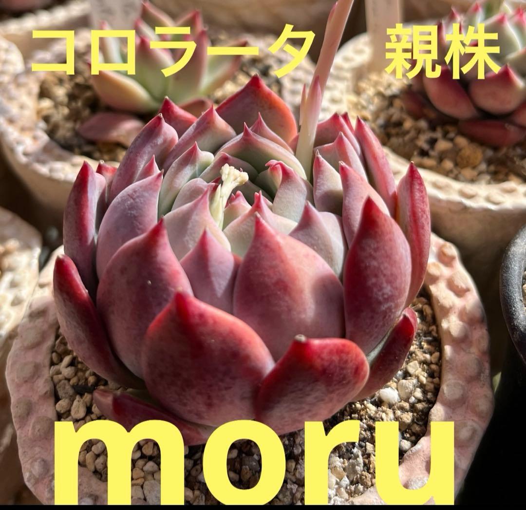 ひ*す様 2024 25実生苗セットh 4センチポット