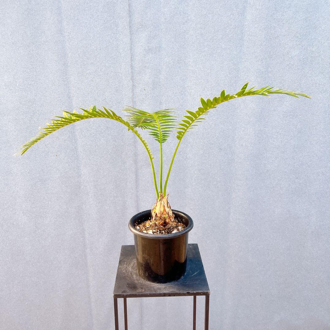 現品　蘇轍　ソテツ　ディオーン　スピヌロッサム　メキシコソテツ　ドライガーデン