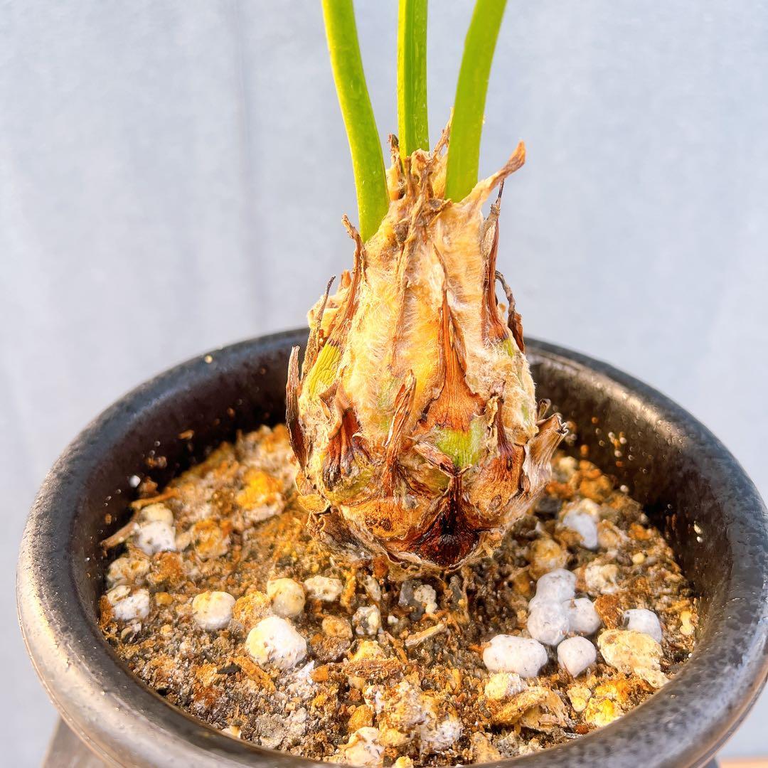 現品　蘇轍　ソテツ　ディオーン　スピヌロッサム　メキシコソテツ　ドライガーデン