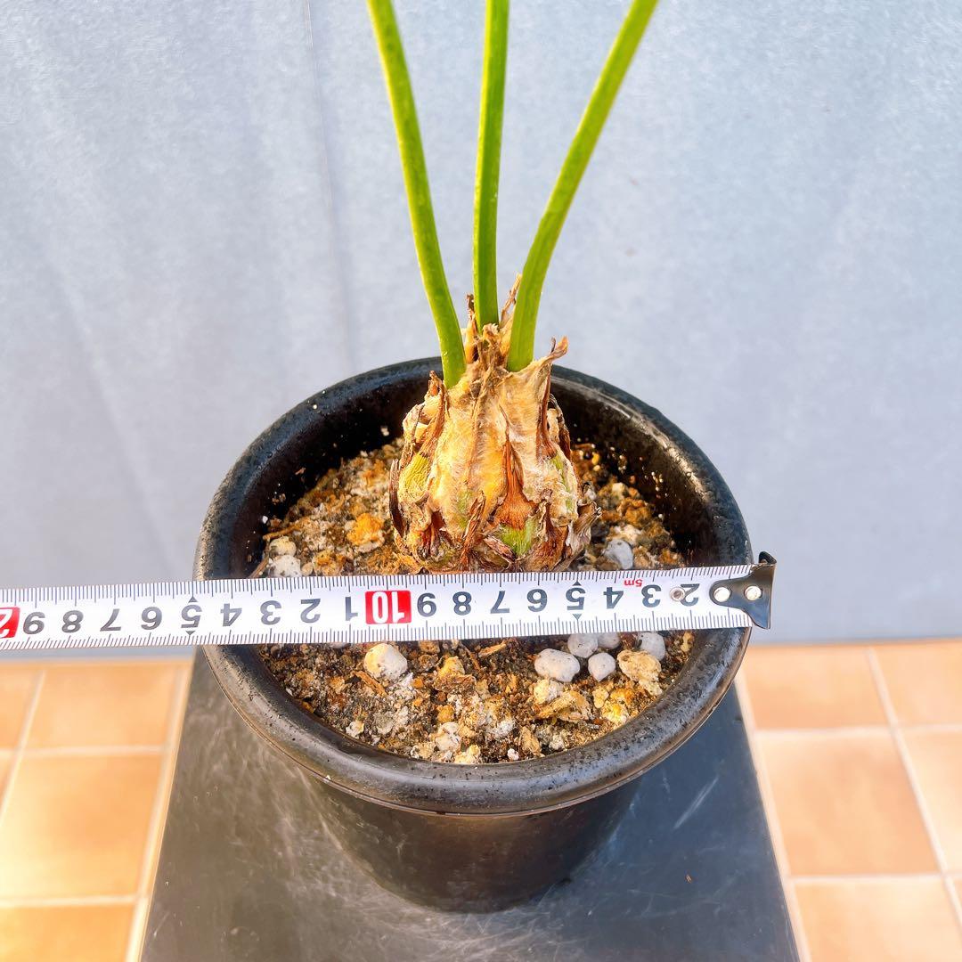 現品　蘇轍　ソテツ　ディオーン　スピヌロッサム　メキシコソテツ　ドライガーデン