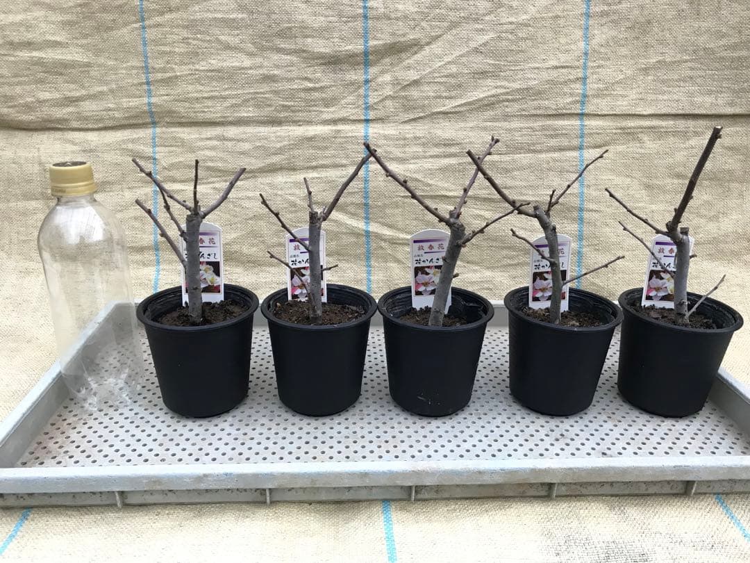 木瓜(ボケ)・放春花 花かんざし 3.5寸15鉢セット②