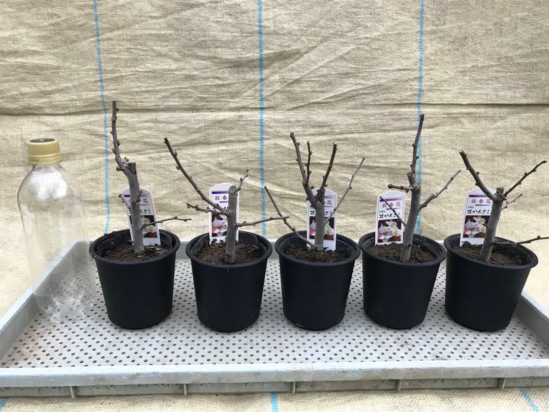 木瓜(ボケ)・放春花 花かんざし 3.5寸15鉢セット②