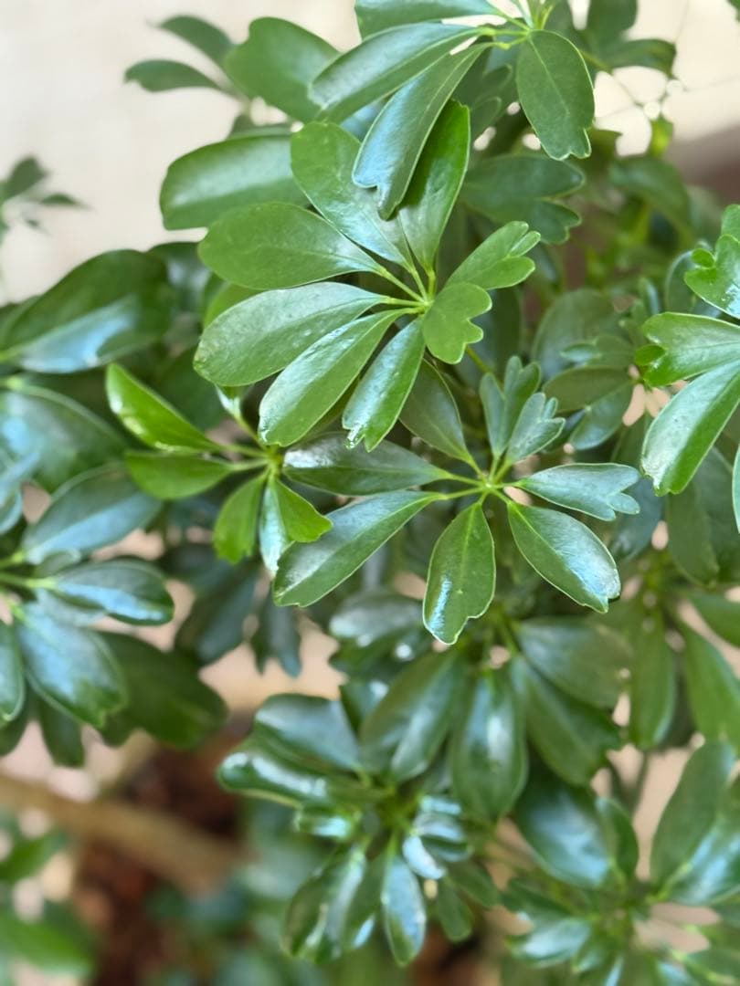 シェフレラ レナータ♪ 70cm 曲がりフォルム 陶器鉢☆