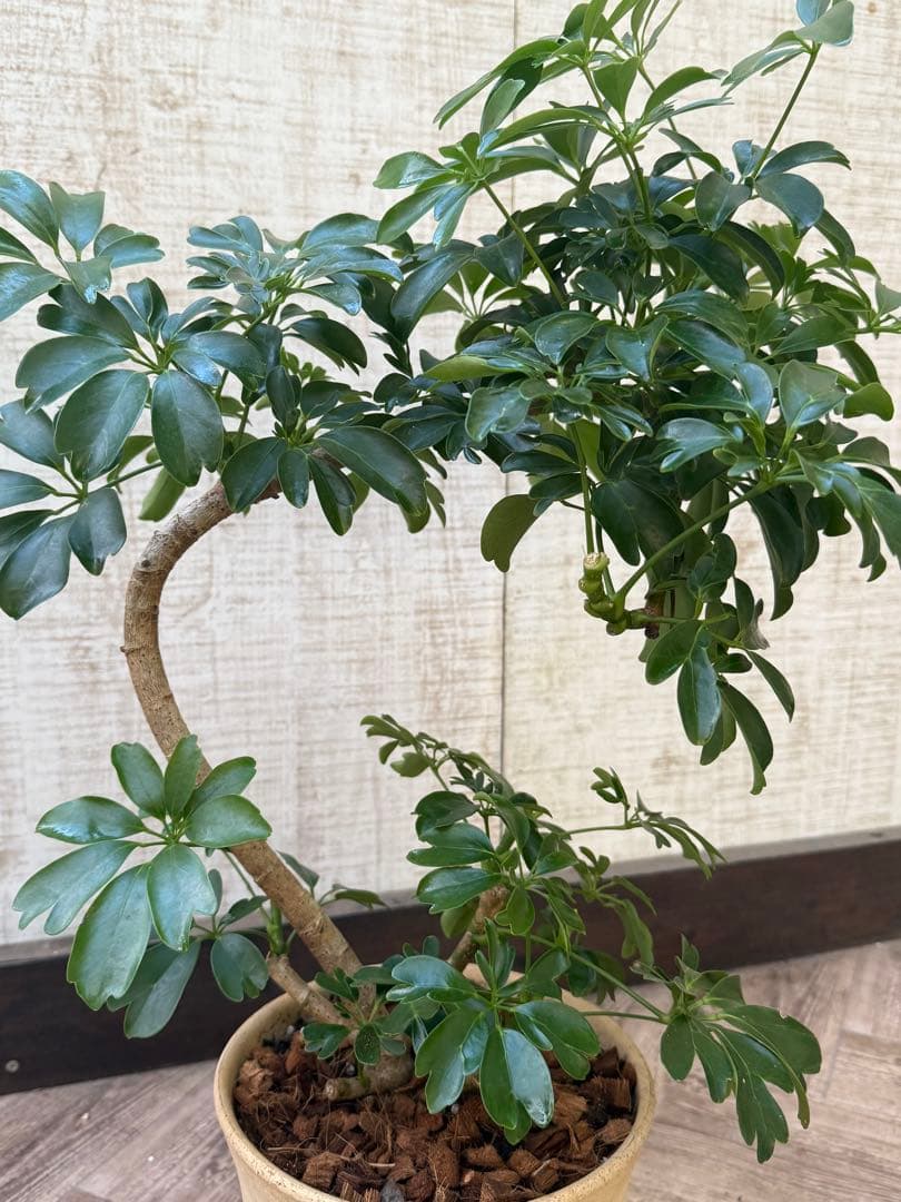 シェフレラ レナータ♪ 70cm 曲がりフォルム 陶器鉢☆