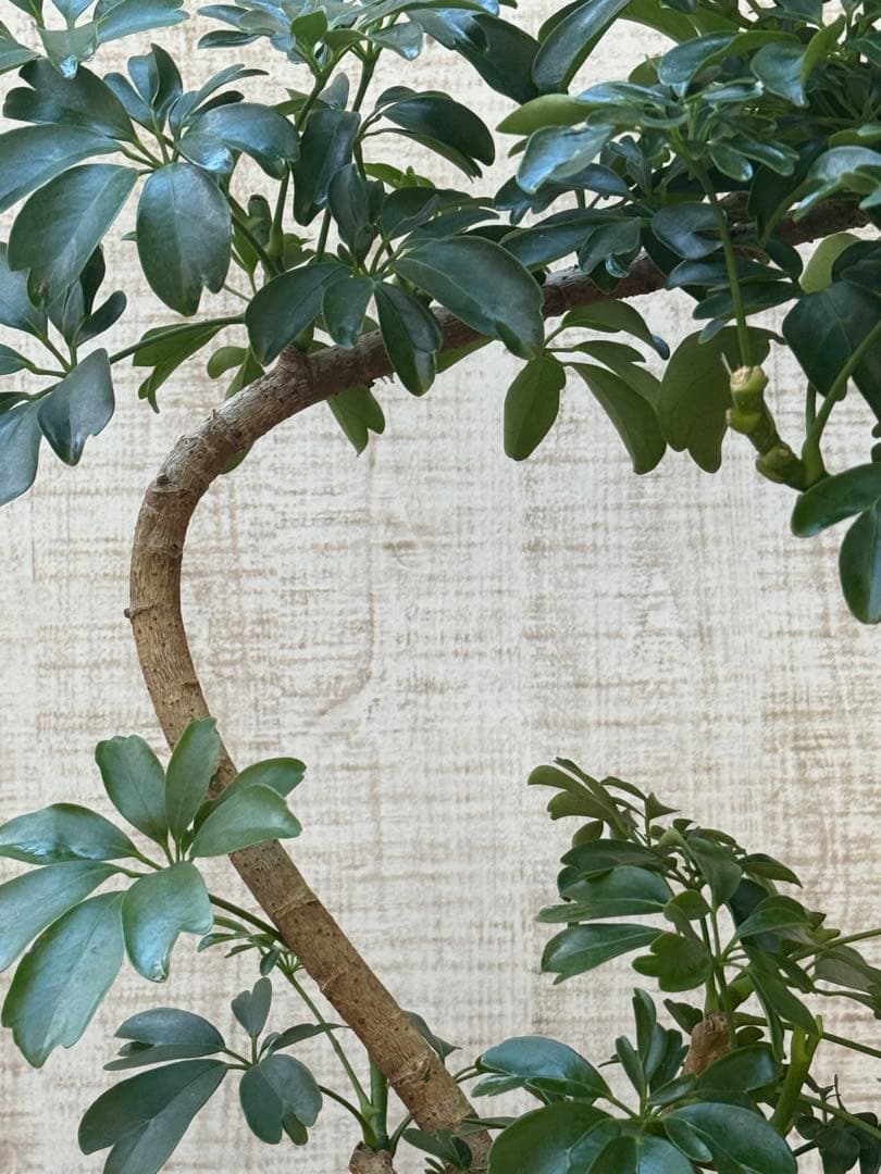 シェフレラ レナータ♪ 70cm 曲がりフォルム 陶器鉢☆