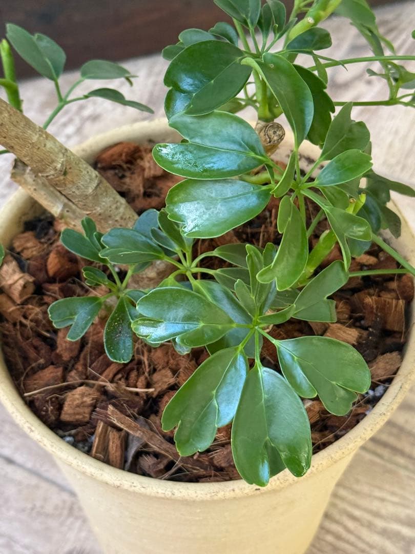 シェフレラ レナータ♪ 70cm 曲がりフォルム 陶器鉢☆