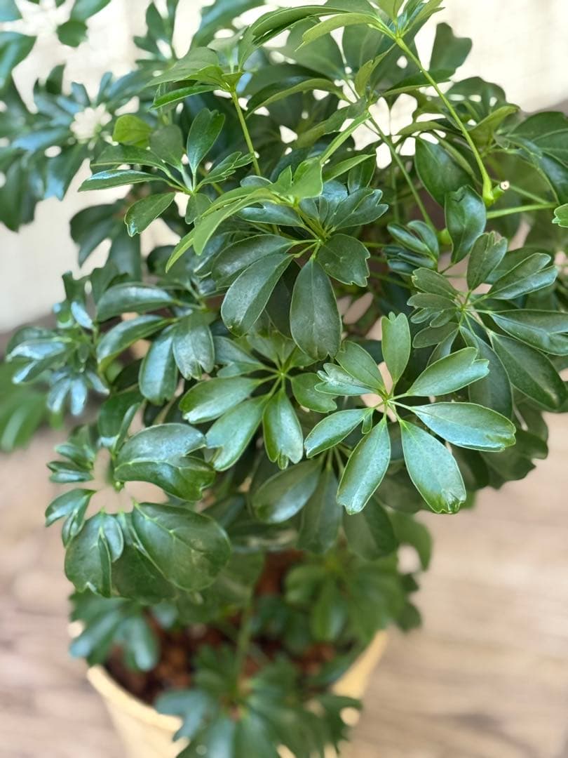 シェフレラ レナータ♪ 70cm 曲がりフォルム 陶器鉢☆