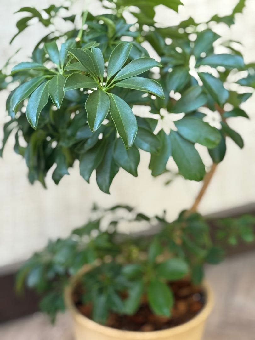 シェフレラ レナータ♪ 70cm 曲がりフォルム 陶器鉢☆