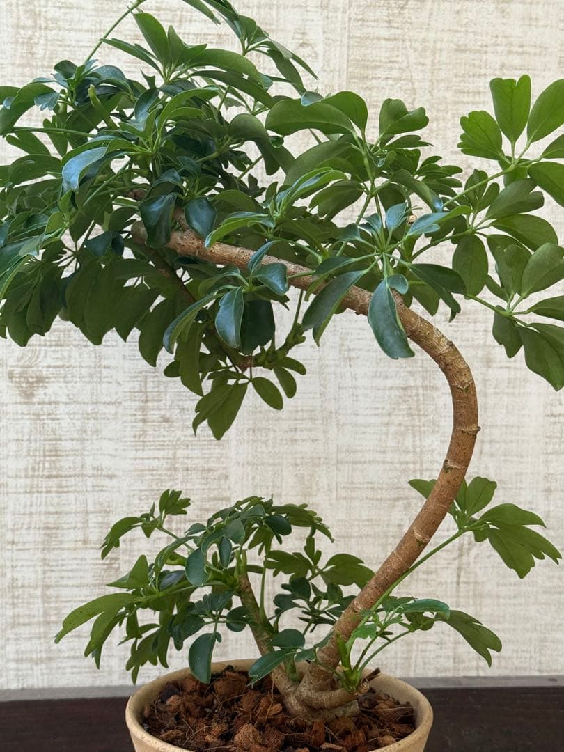 シェフレラ レナータ♪ 70cm 曲がりフォルム 陶器鉢☆