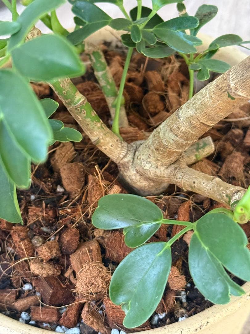 シェフレラ レナータ♪ 70cm 曲がりフォルム 陶器鉢☆