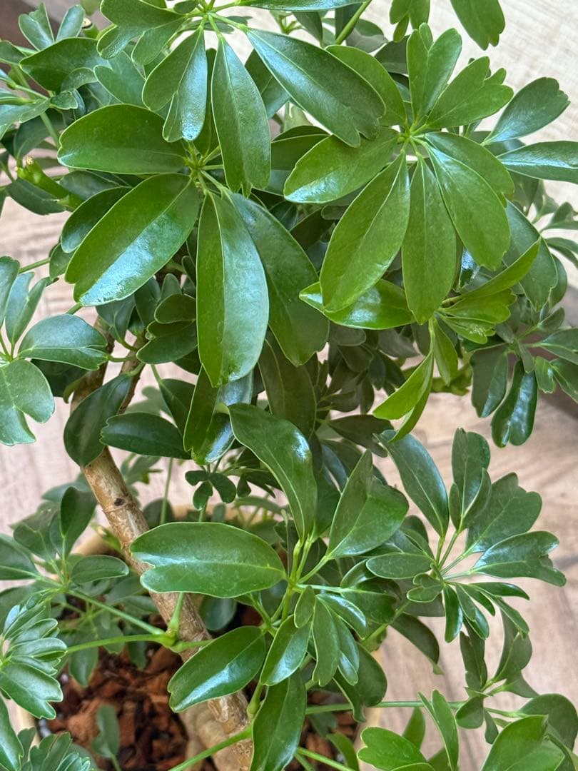 シェフレラ レナータ♪ 70cm 曲がりフォルム 陶器鉢☆