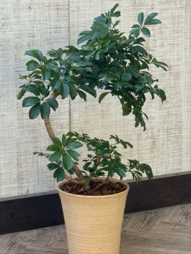 シェフレラ レナータ♪ 70cm 曲がりフォルム 陶器鉢☆