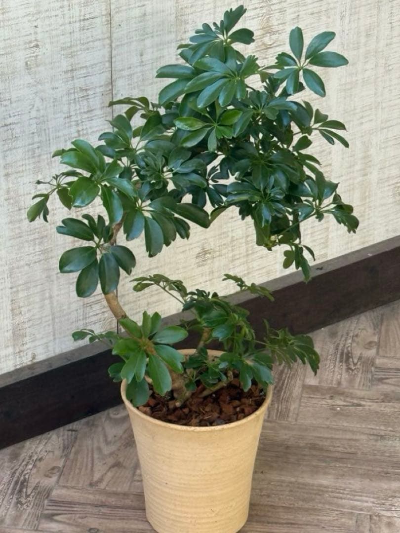 シェフレラ レナータ♪ 70cm 曲がりフォルム 陶器鉢☆