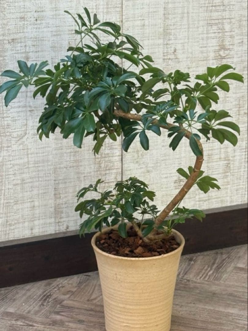 シェフレラ レナータ♪ 70cm 曲がりフォルム 陶器鉢☆