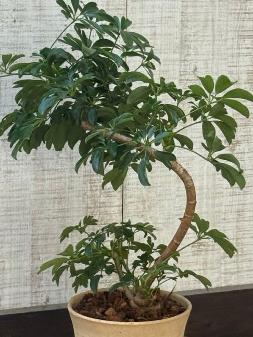 シェフレラ レナータ♪ 70cm 曲がりフォルム 陶器鉢☆