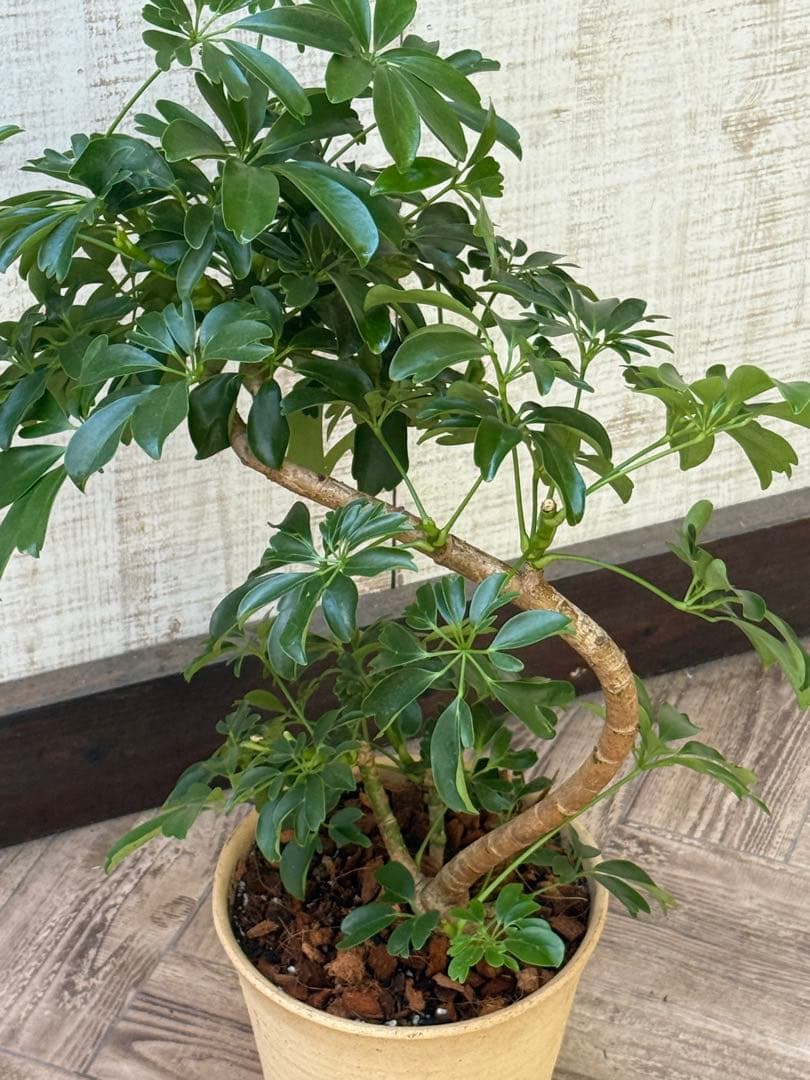 シェフレラ レナータ♪ 70cm 曲がりフォルム 陶器鉢☆