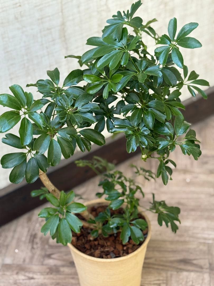 シェフレラ レナータ♪ 70cm 曲がりフォルム 陶器鉢☆