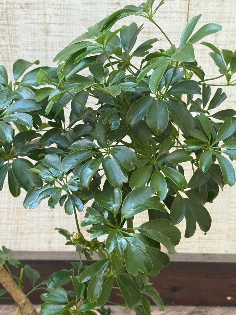 シェフレラ レナータ♪ 70cm 曲がりフォルム 陶器鉢☆