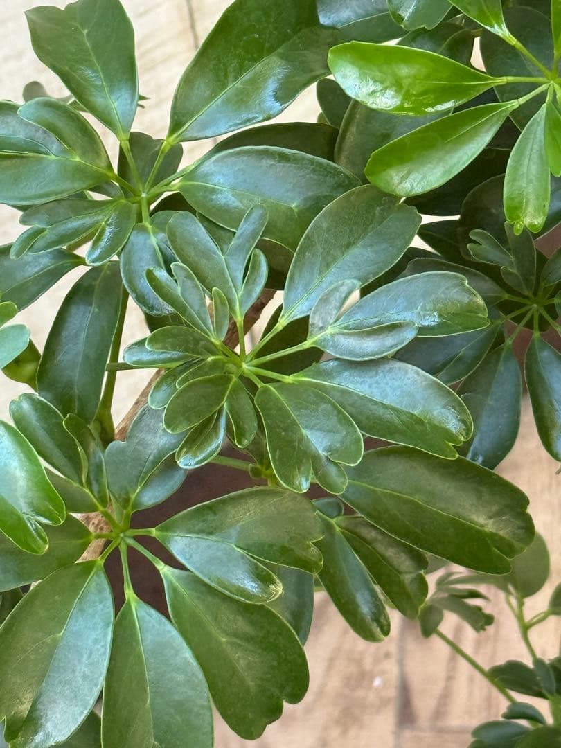 シェフレラ レナータ♪ 70cm 曲がりフォルム 陶器鉢☆